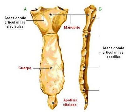 xifoides