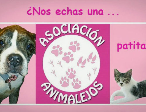 Recogida de alimentos y material en Top Nutrition para la Asociación Animalejos