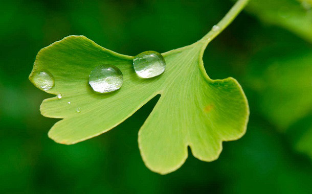 ginkgo biloba